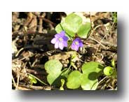 Lifecruisers Anemone Hepatica