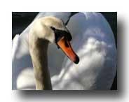 Lifecruisers swan