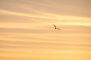 Lifecruisers free as the bird on Fårö